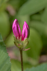 Kurume Azalea 'Blue Danube' (Rhododendron Malvaticum x Rhododendron kaempferi) in garden