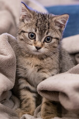 Portrait of a cute little kitten sitting in soft blanket on the bed  at home