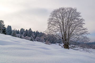 Allgäu - Winter - Baum - Schnee - malerisch