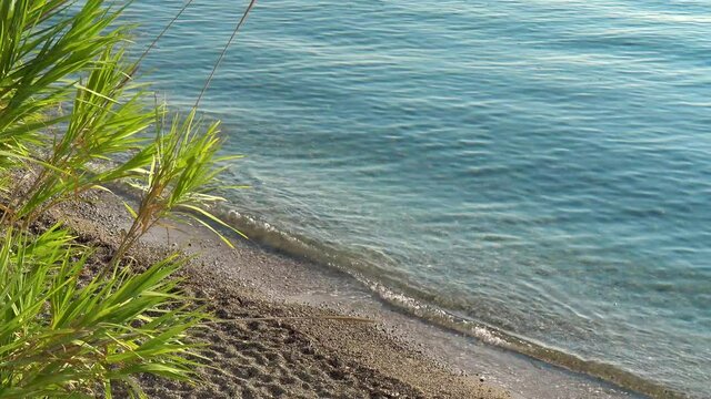 Mediterranean sea and pebble beach with Arundo donax wild cane