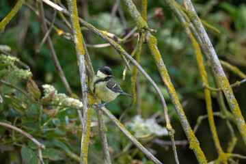 Blue Tit (Cyanistes caeruleus) pictured perching in a small tree