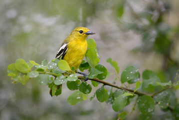 Obraz premium Common Iora - Aegithina tiphia, beautiful colored perching bird from Asian forests and woodlands, Sri Lanka.