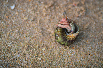 common periwinkle hides inside its shell, have a broadly ovate thick and sharply pointed shell, and contain whorls. fine threads and wrinkles, grey-brown color with dark spiral bands,