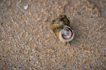 common periwinkle hides inside its shell, have a broadly ovate thick and sharply pointed shell, and contain whorls. fine threads and wrinkles, grey-brown color with dark spiral bands, view from top