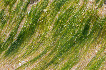 wet Moss on the beach,