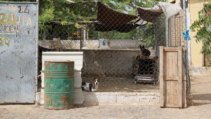 rescued dogs in Mindelo, on the island Sao Vicente, Cabo Verde