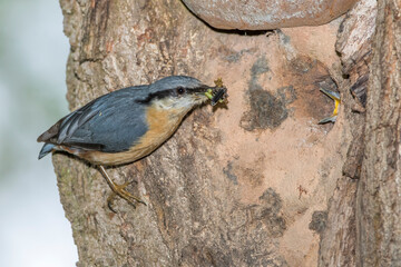 Kleiber (Sitta europaea)