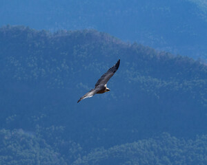 Fototapeta na wymiar Vulture flying over alps mountains looking to hunt a prey. Majestic bird with wide wings.