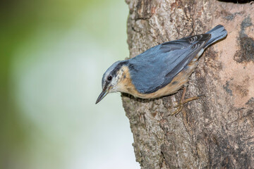 Kleiber (Sitta europaea)