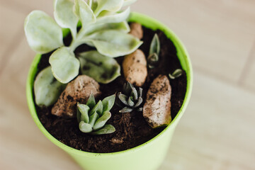 Succulents and cacti in green pot.