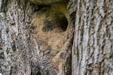 Kleiber (Sitta europaea) mit Lehm zugeklebte H&ouml;hle