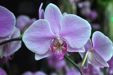 purple tropical orchid flower blooming with green leaves