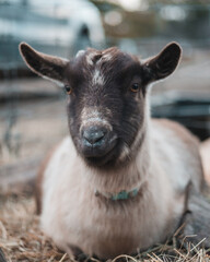 Fototapeta premium Goat