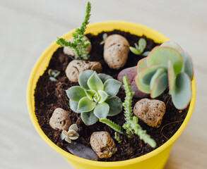 Succulents and cacti in yellow pot.