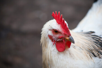 a white chicken with a red crest looks away close-up