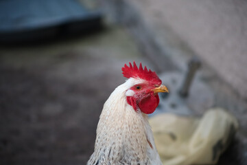 a white rooster with a red crest looks into the distance against the background of the yard