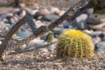 Barrel cactus and cholla skeleton accent Lesser Goldfinch reflecting floral and fauna in desert...