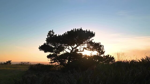 Silhouette Of A Tree In The Picnic Area At Cape Blanco State Park, Oregon During Sunset - static shot