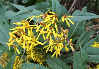 Fleurs jaunes et feuilles de Séneçon de Fuchs (Senecio ovatus) 