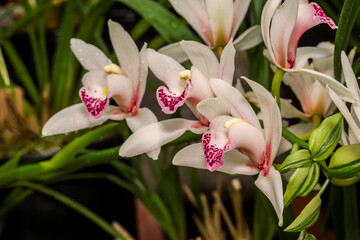 Boat Orchid (Cymbidium cv) in greenhouse