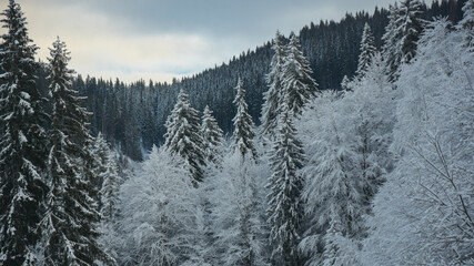 Frozen and snowed spruce tree woodlands during winter season. A thick layer of snow covered the coniferous forests of Latorita Mountains. Carpathia, Romania.
