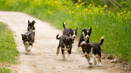 adorable pack of young border collie puppies playing on a dirt path surrounded by green grass in the summer