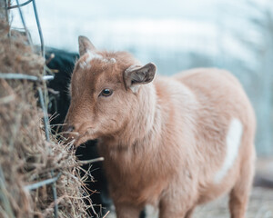 Fototapeta premium Goat