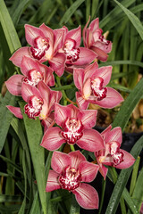 Boat Orchid (Cymbidium cv) in greenhouse