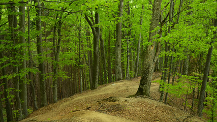 Hiking along a footpath in a beech forest during spring season. Buila Mountains, Carpathia, Romania.