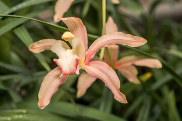 Boat Orchid (Cymbidium cv) in greenhouse