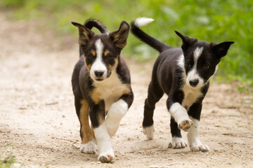 adorable pack of young border collie puppies playing on a dirt path surrounded by green grass in the summer