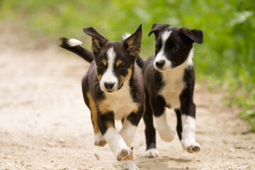 adorable pack of young border collie puppies playing on a dirt path surrounded by green grass in the summer