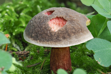 The Red-cracked Bolete (Xerocomellus chrysenteron) is an edible mushroom