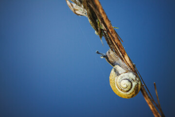 snail on a swing © Sieku Photo