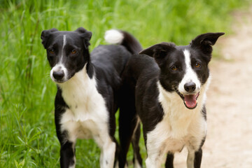 two lovely border collies standing on a dirt path surrounded by green grass in the summer