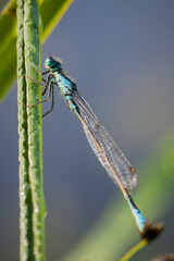 dragonfly on a branch © Sieku Photo