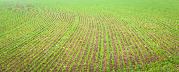 Natural environment background. Farmland detail with growing cultivation.