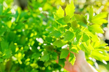 Lovage plant, close up of hand with spring leaves on bush