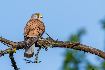 Turmfalke (Falco tinnunculus) Männchen mit Maus