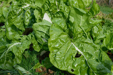 Closeup of a chard plant