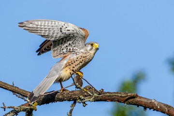 Turmfalke (Falco tinnunculus) Männchen mit Maus