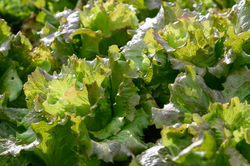 Closeup of a lettuce plant of the marvel variety