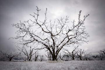 Barren tree covered in frost in winter.