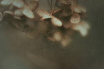 background with faded hydrangeas