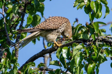 Turmfalke (Falco tinnunculus) Weibchen kröpft eine Maus