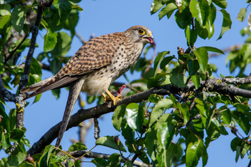 Turmfalke (Falco tinnunculus) Weibchen kröpft eine Maus