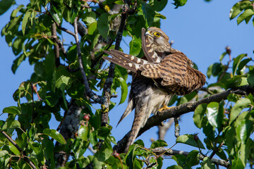 Turmfalke (Falco tinnunculus) Weibchen bei der Gefiederpflege
