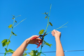 Hands of woman gardener with garden shears pruning vineyard