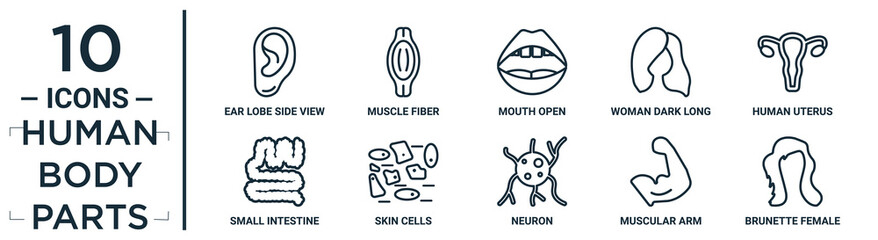 Obraz premium human.body.parts linear icon set. includes thin line ear lobe side view, mouth open, human uterus, skin cells, muscular arm, brunette female woman long hair, small intestine icons for report,