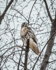 Redtailed Hawk